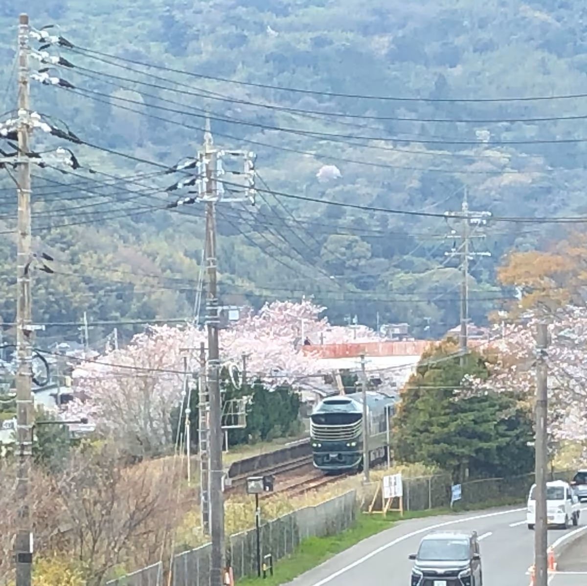 投稿写真：トワイライトエクスプレス瑞風と満開の桜