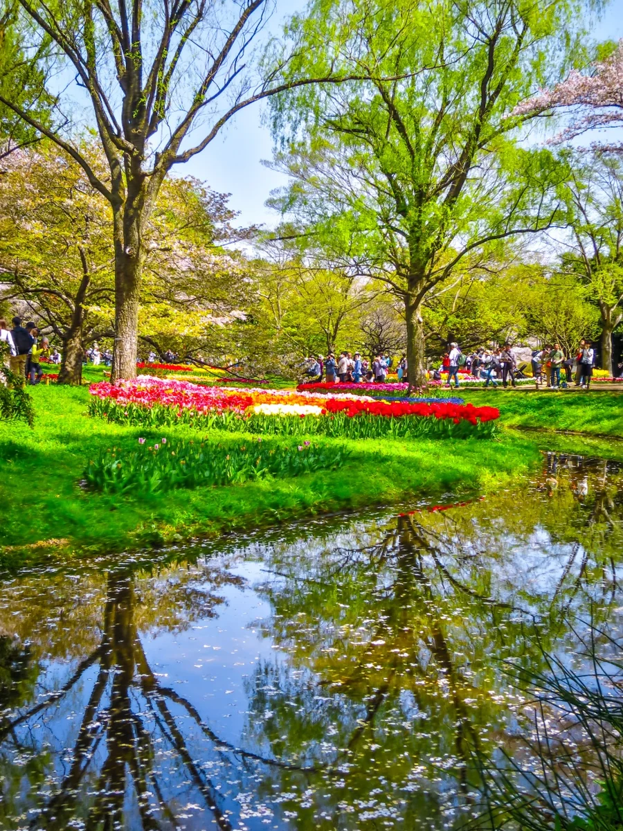 投稿写真：新緑とチューリップと花筏