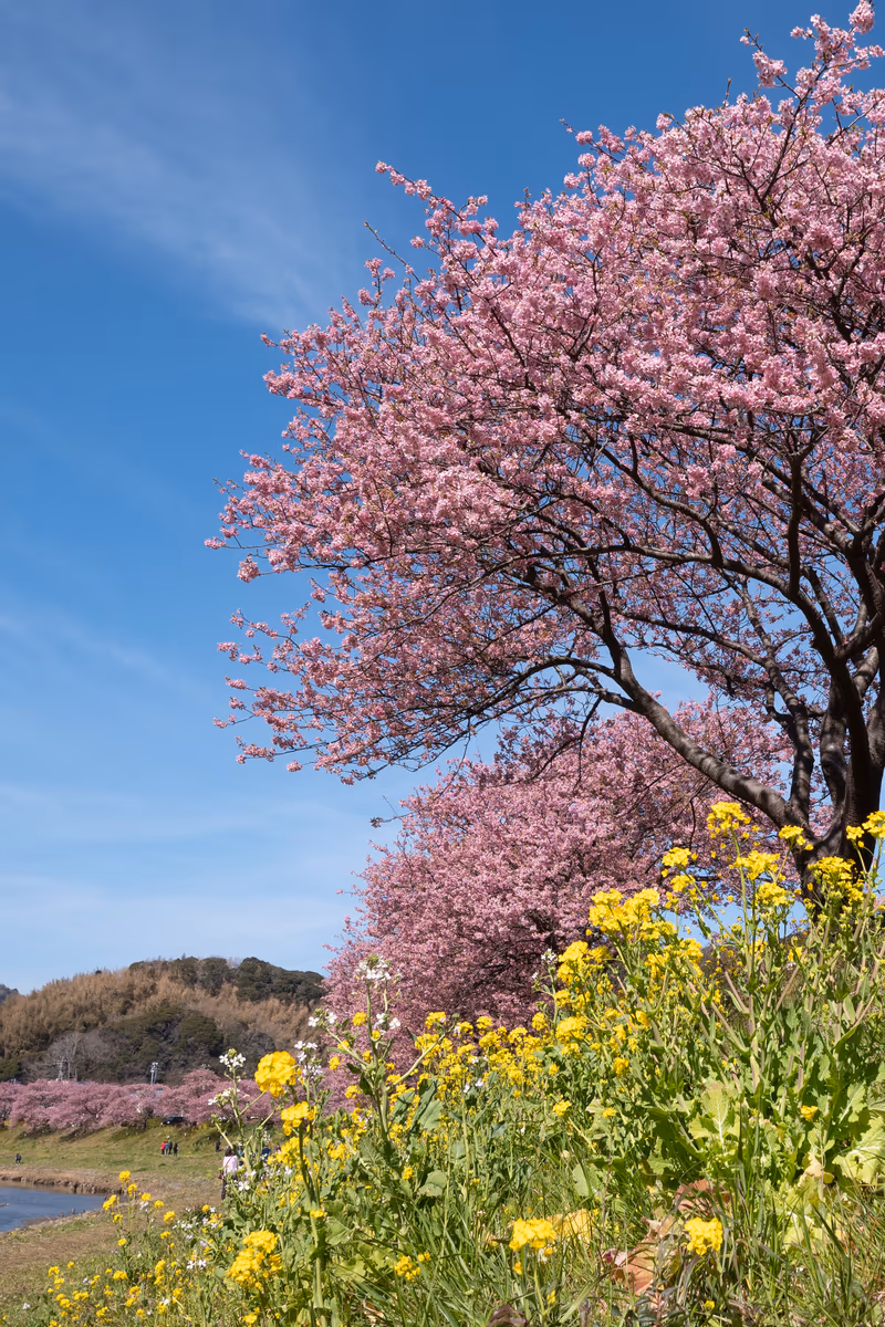 投稿写真：青空と河津桜と菜の花と...