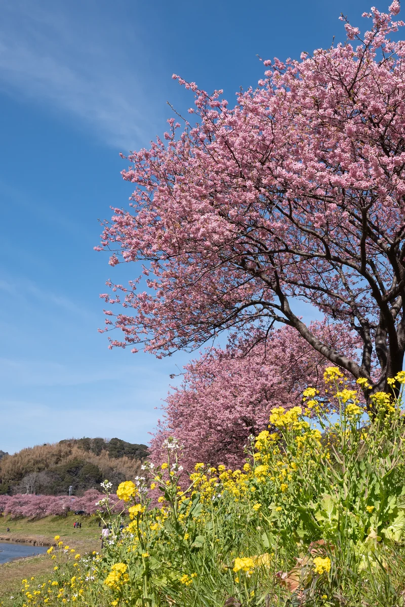 投稿写真：青空と河津桜と菜の花と...