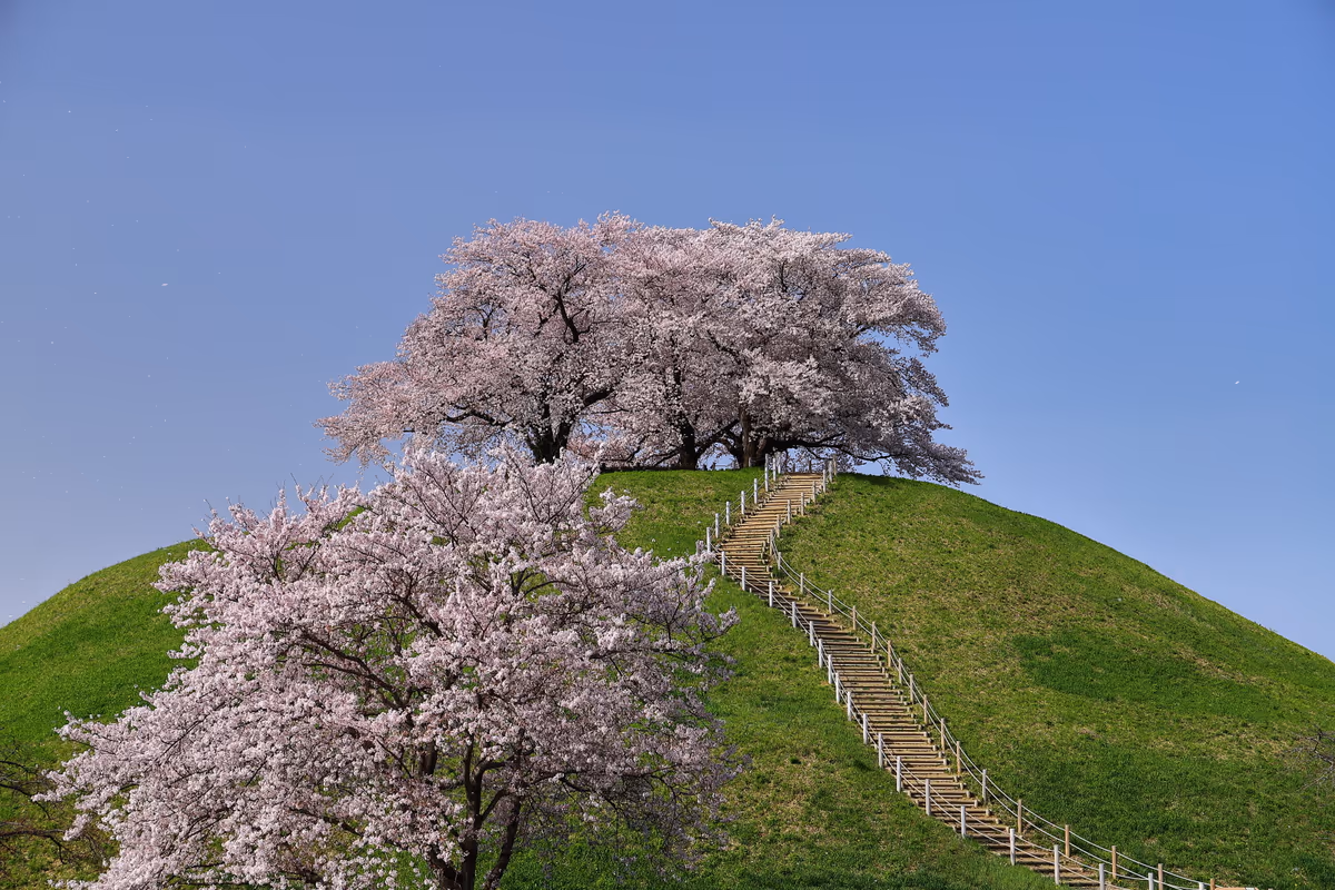 投稿写真：桜満開の丸墓山古墳