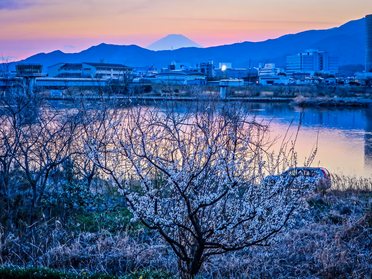 投稿写真：夕富士と白梅