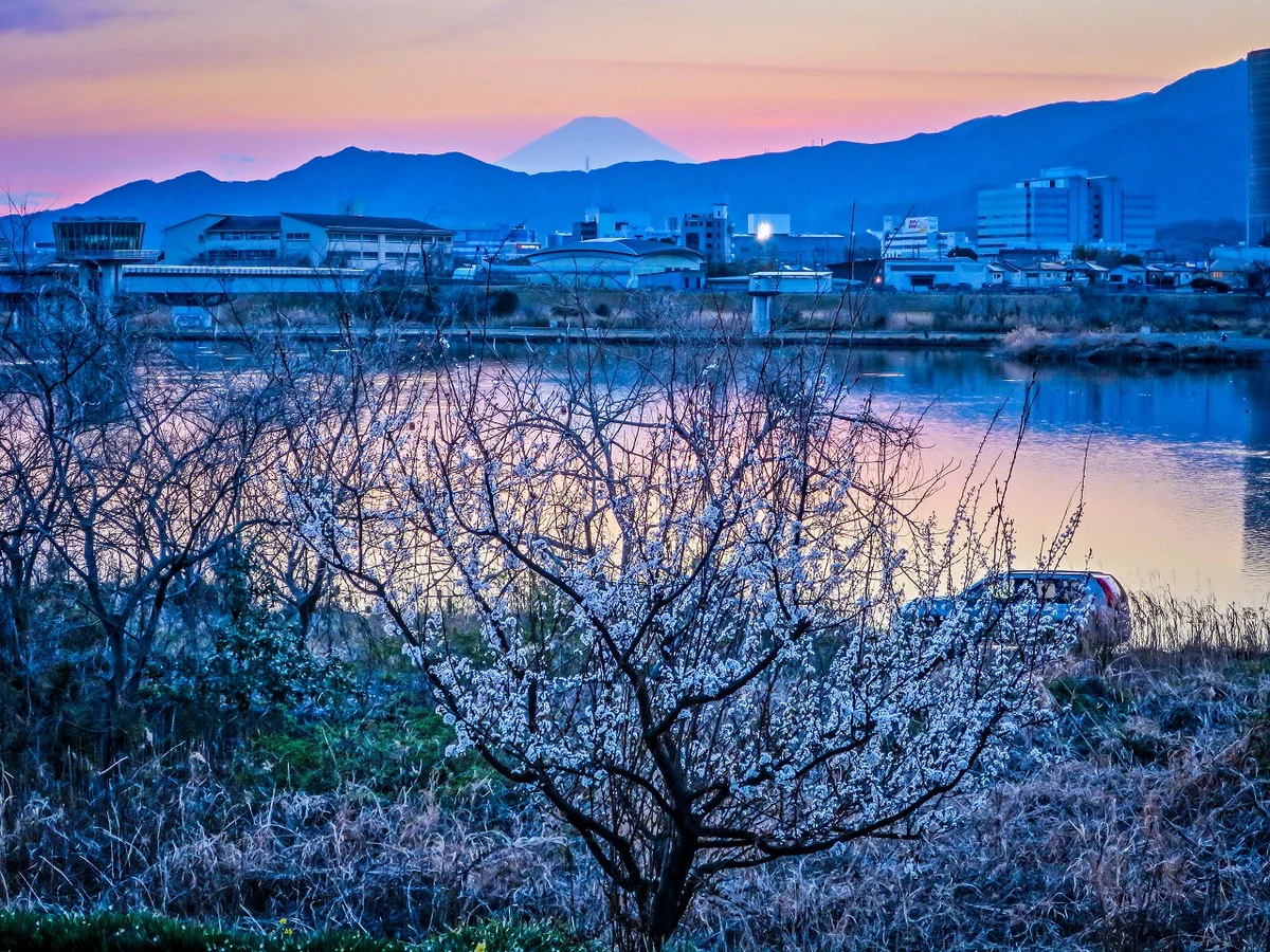 投稿写真：夕富士と白梅