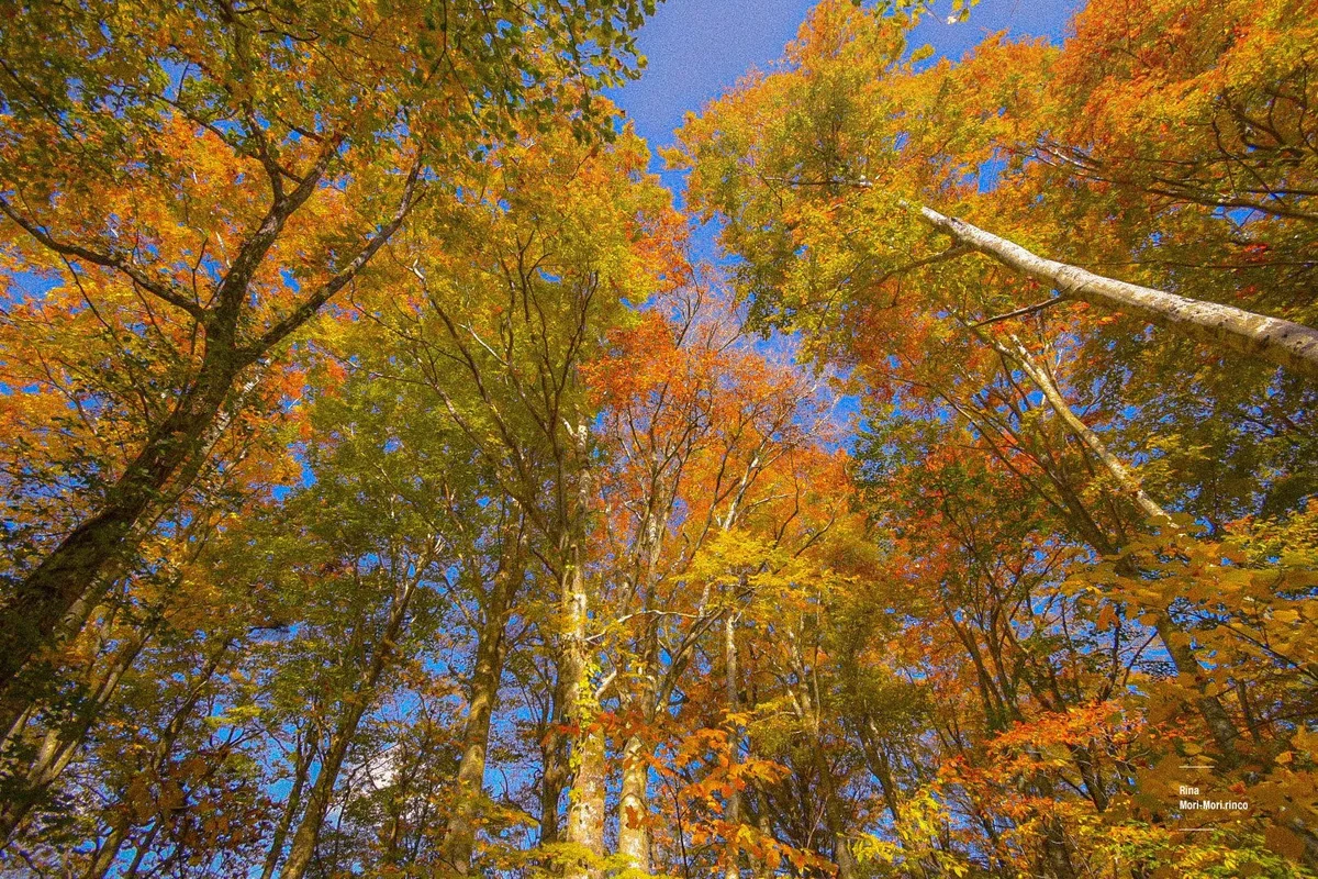 投稿写真：ブナの森