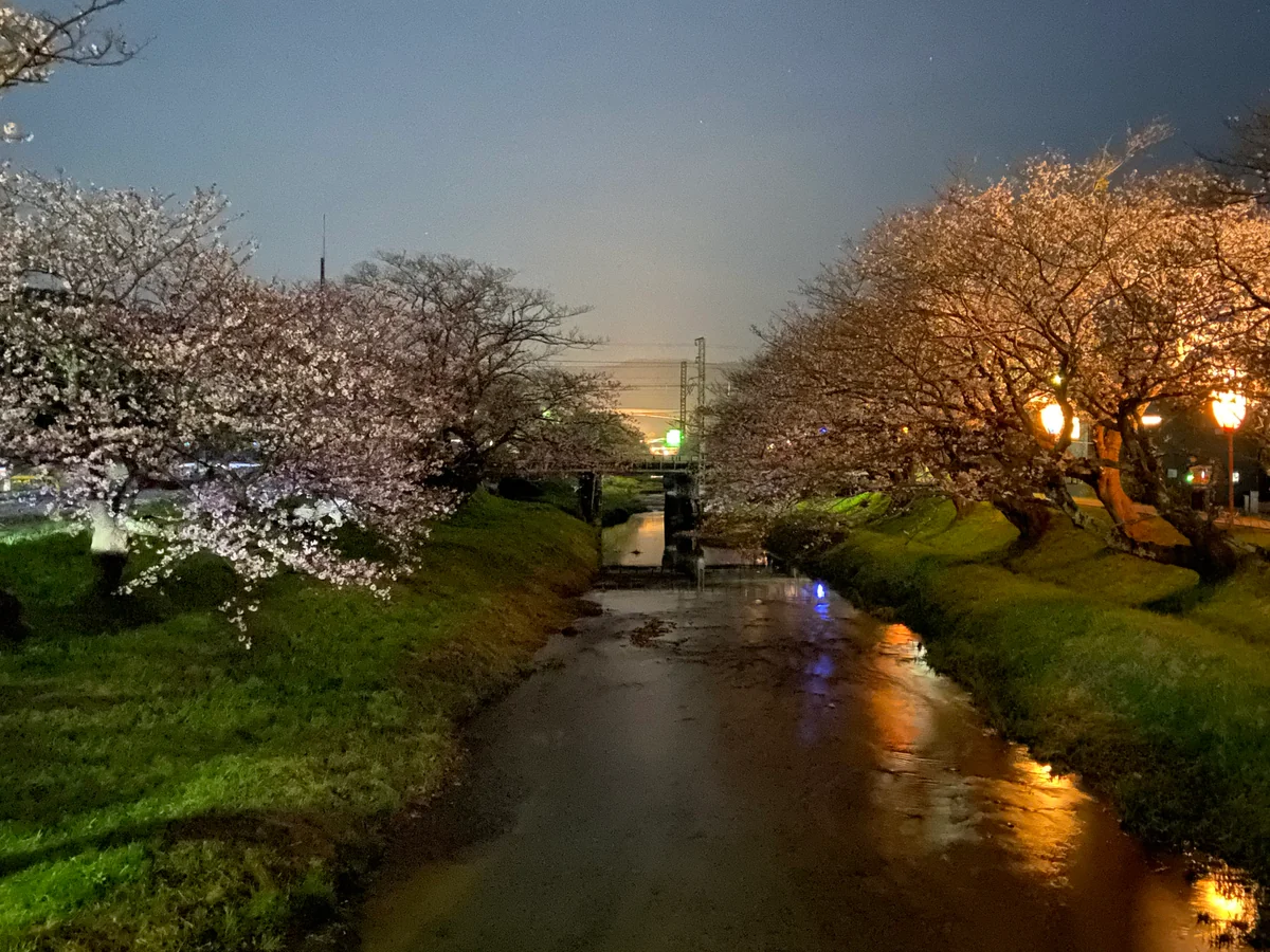 投稿写真：玉湯川の桜