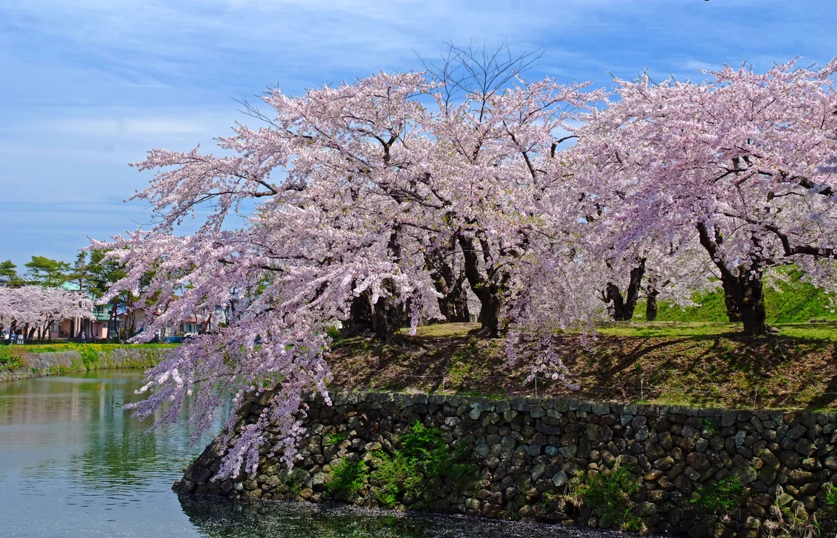 投稿写真：春、ここに