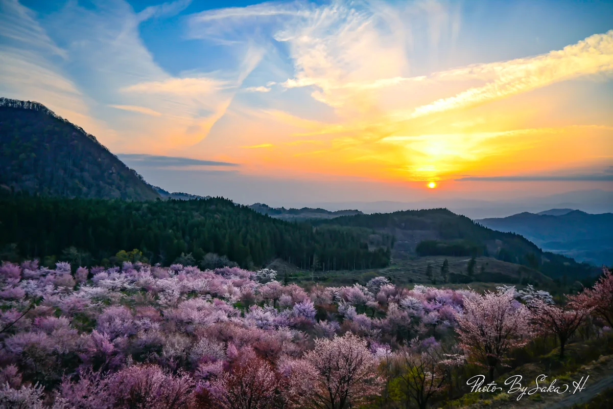 投稿写真：日没