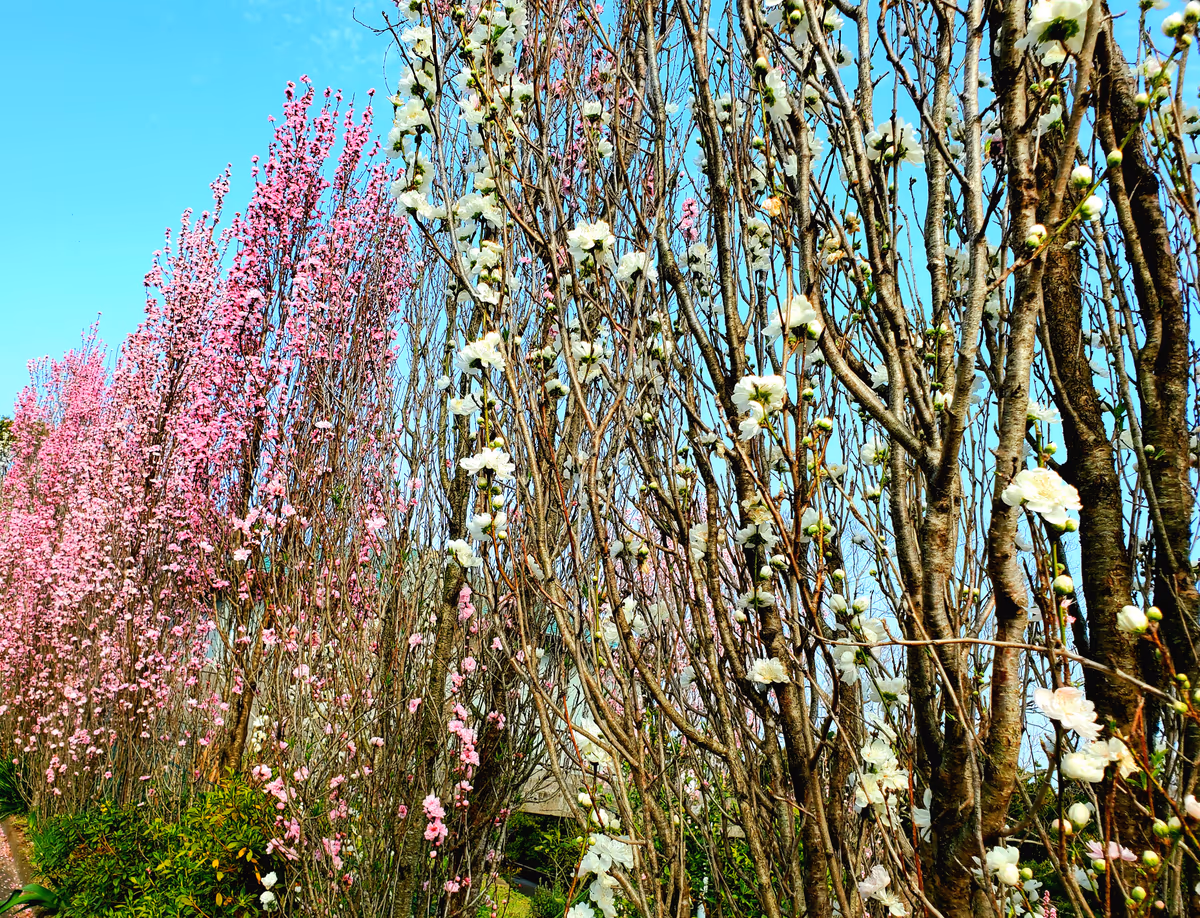 投稿写真：花桃