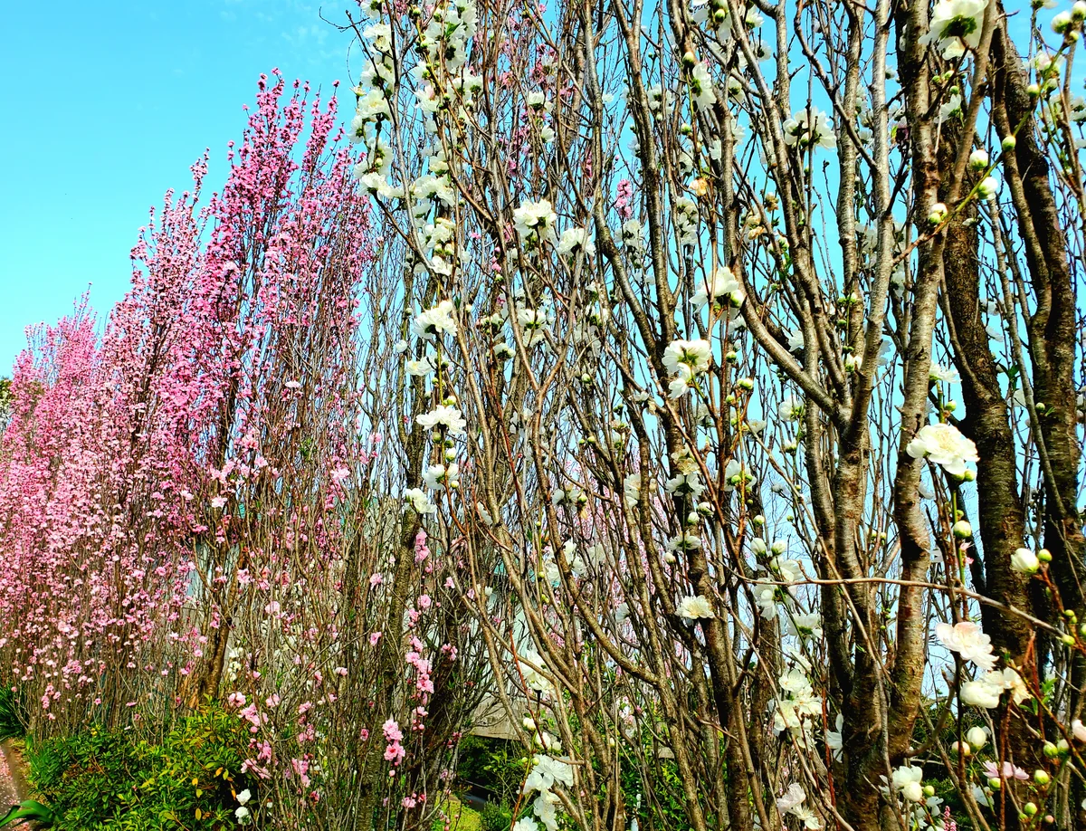 投稿写真：花桃