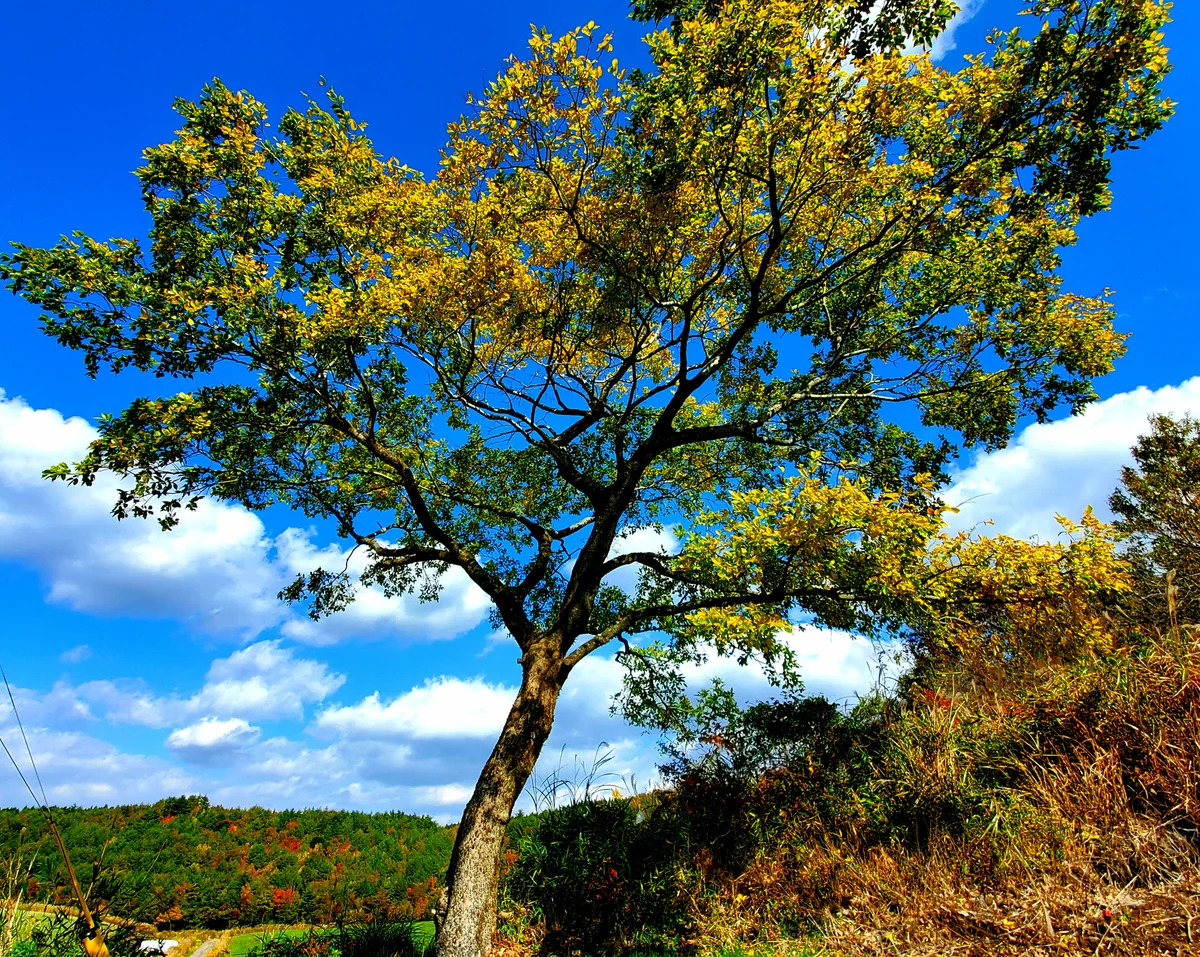 投稿写真：こんがりパン屋さん