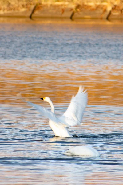 投稿：羽ばたく