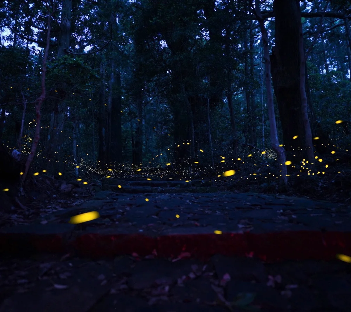 投稿写真：世界遺産熊野古道の深い森に浮かびだす姫蛍の欄舞