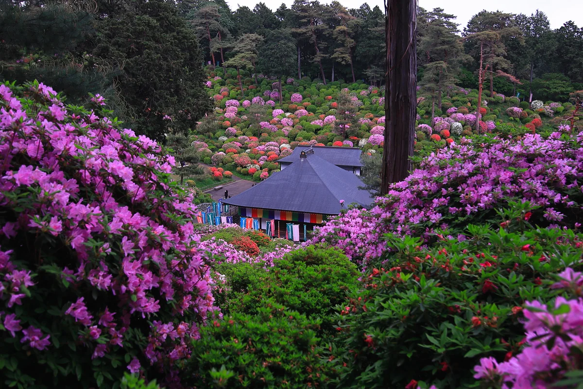 投稿写真：花包みの院