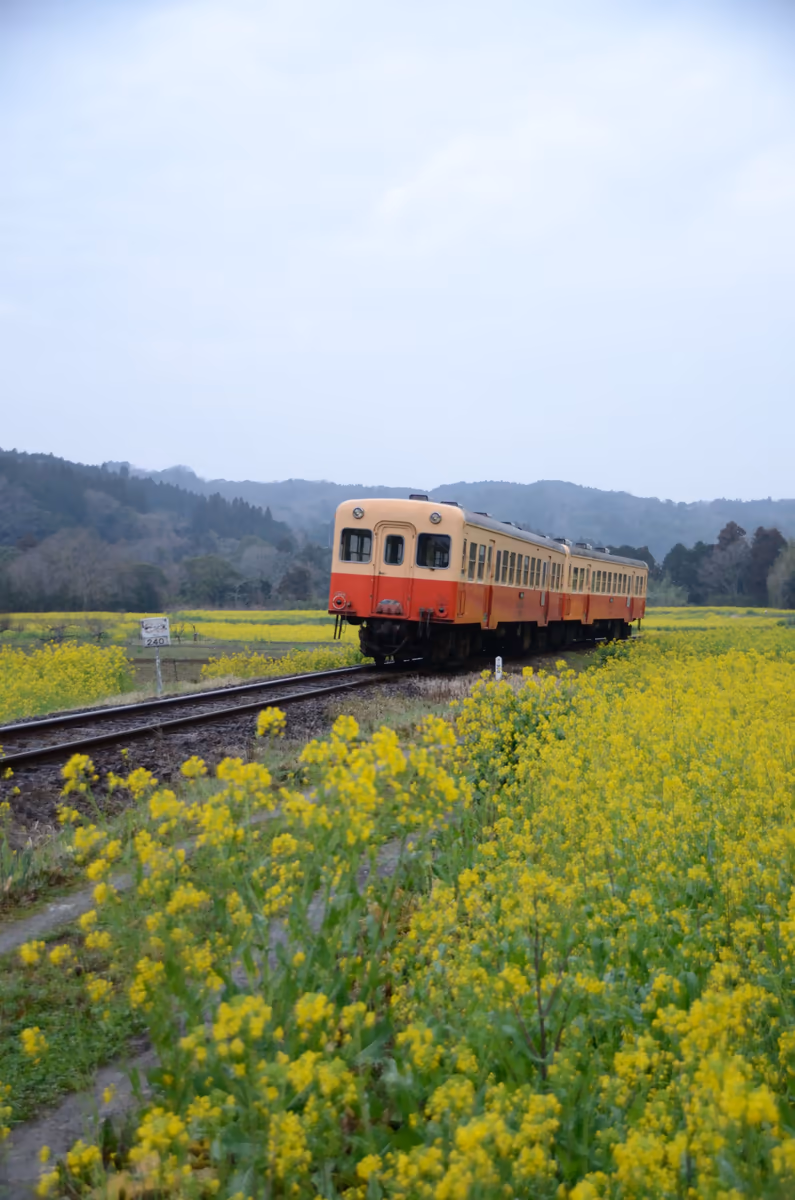 投稿写真：石神の菜の花畑
