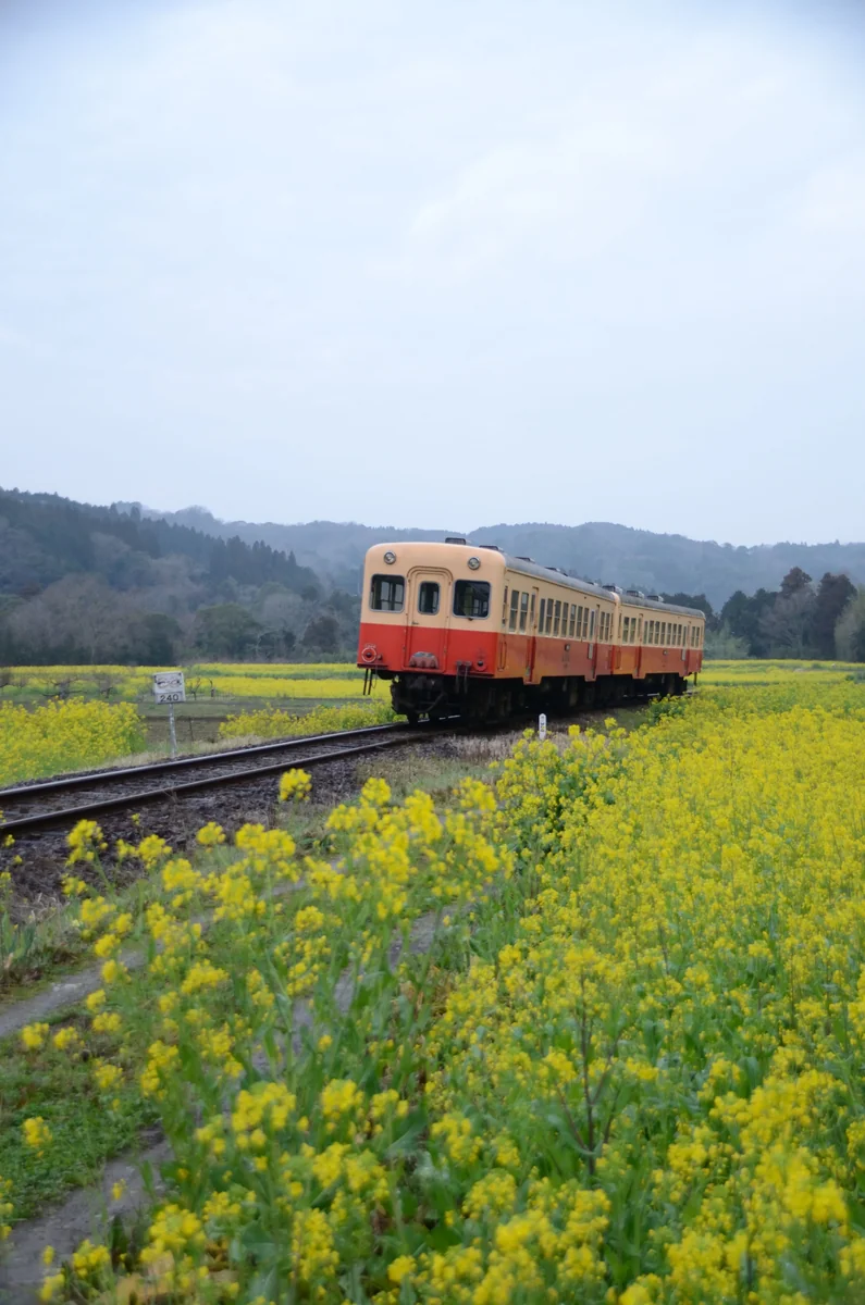 投稿写真：石神の菜の花畑