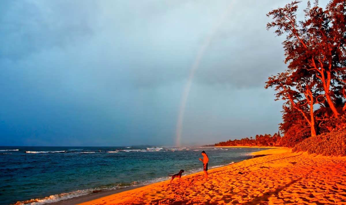 投稿写真：hawaii