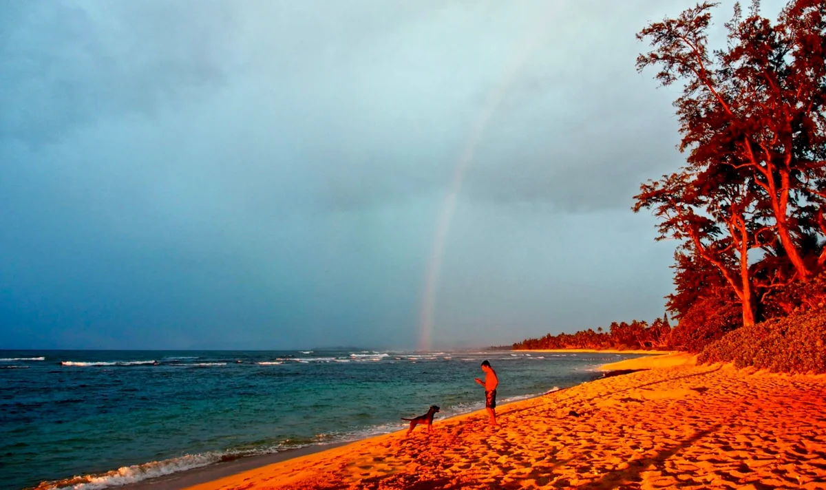 投稿写真：hawaii