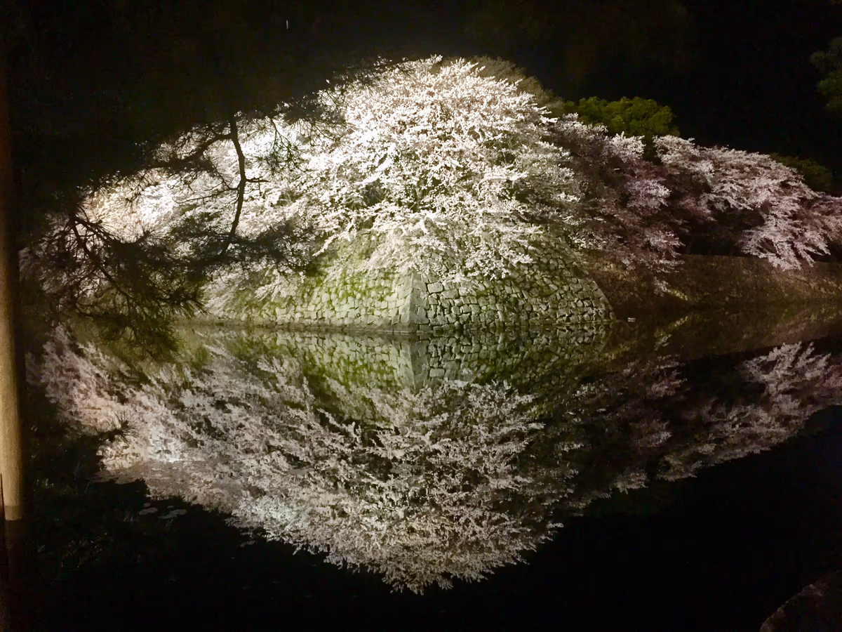 投稿写真：水面に映る夜桜ライトアップ