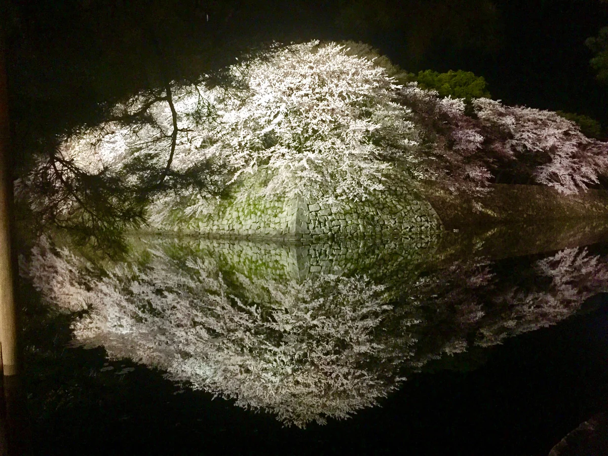 投稿写真：水面に映る夜桜ライトアップ