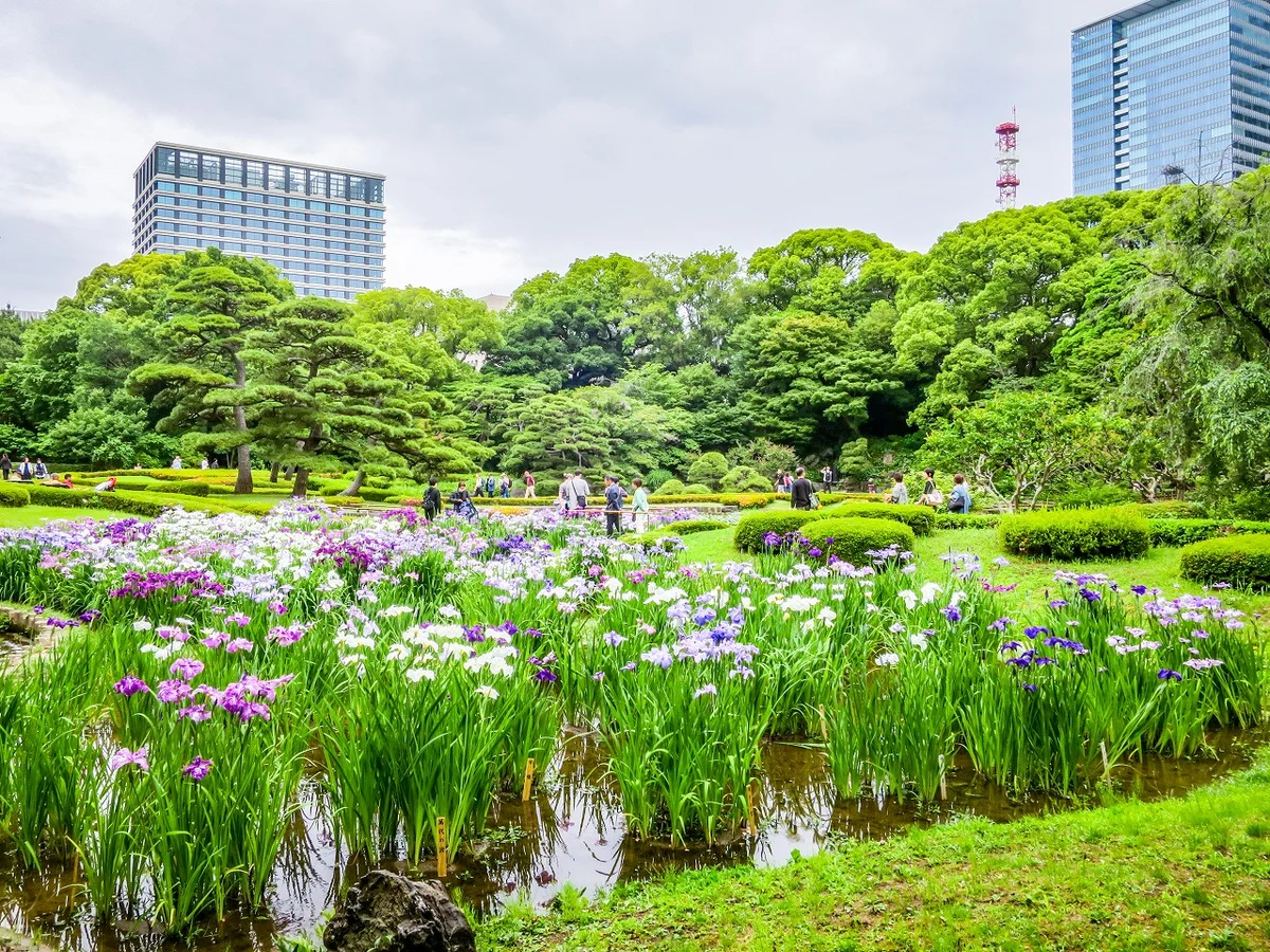 投稿写真：都心のハナショウブ③