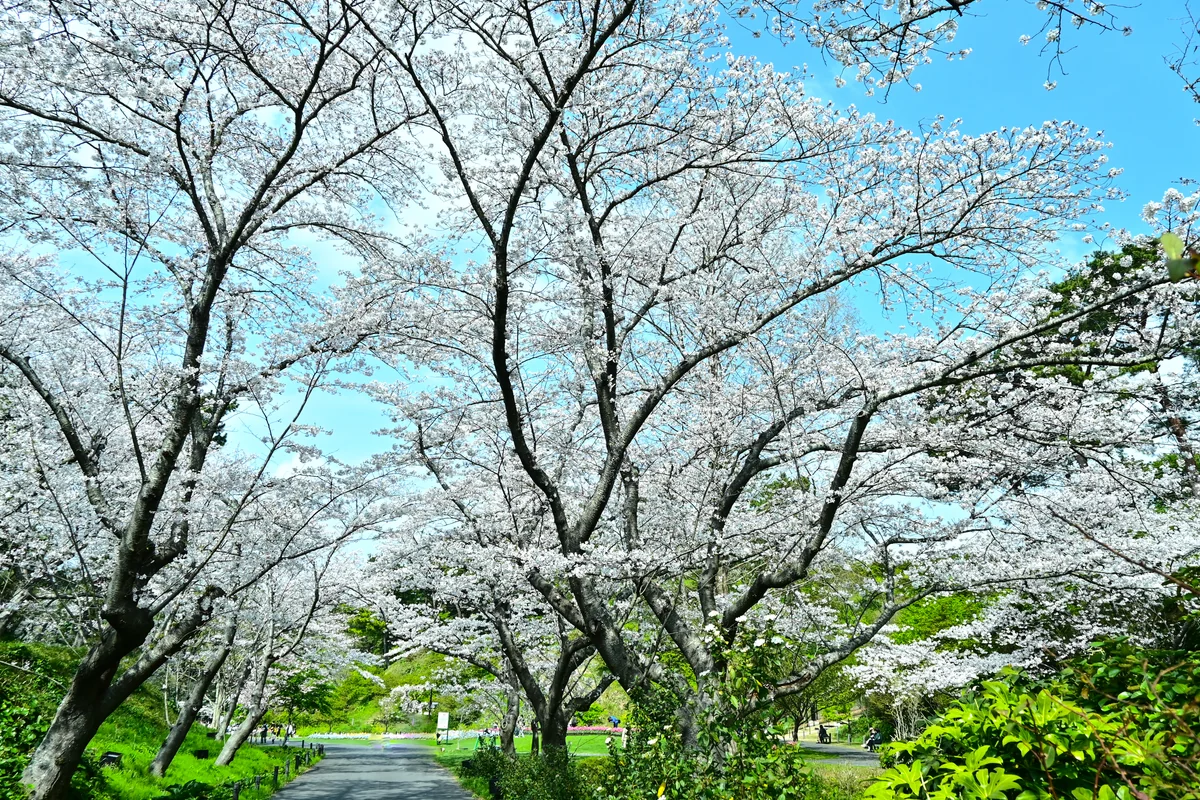 投稿写真：光輝く