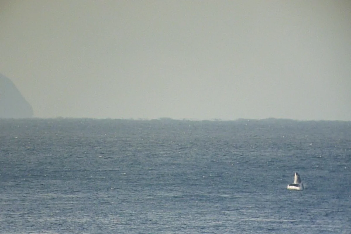 投稿写真：カフェから見えるクジラ