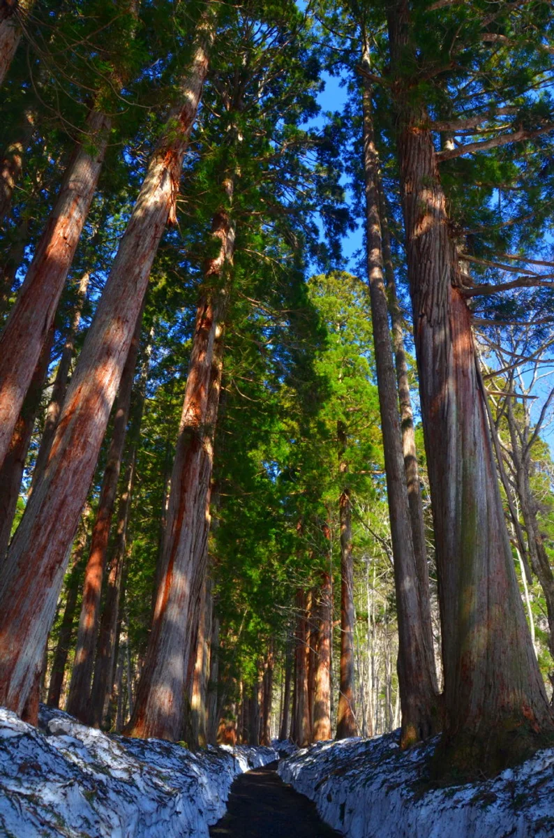 投稿写真：戸隠神社奥宮杉並木道