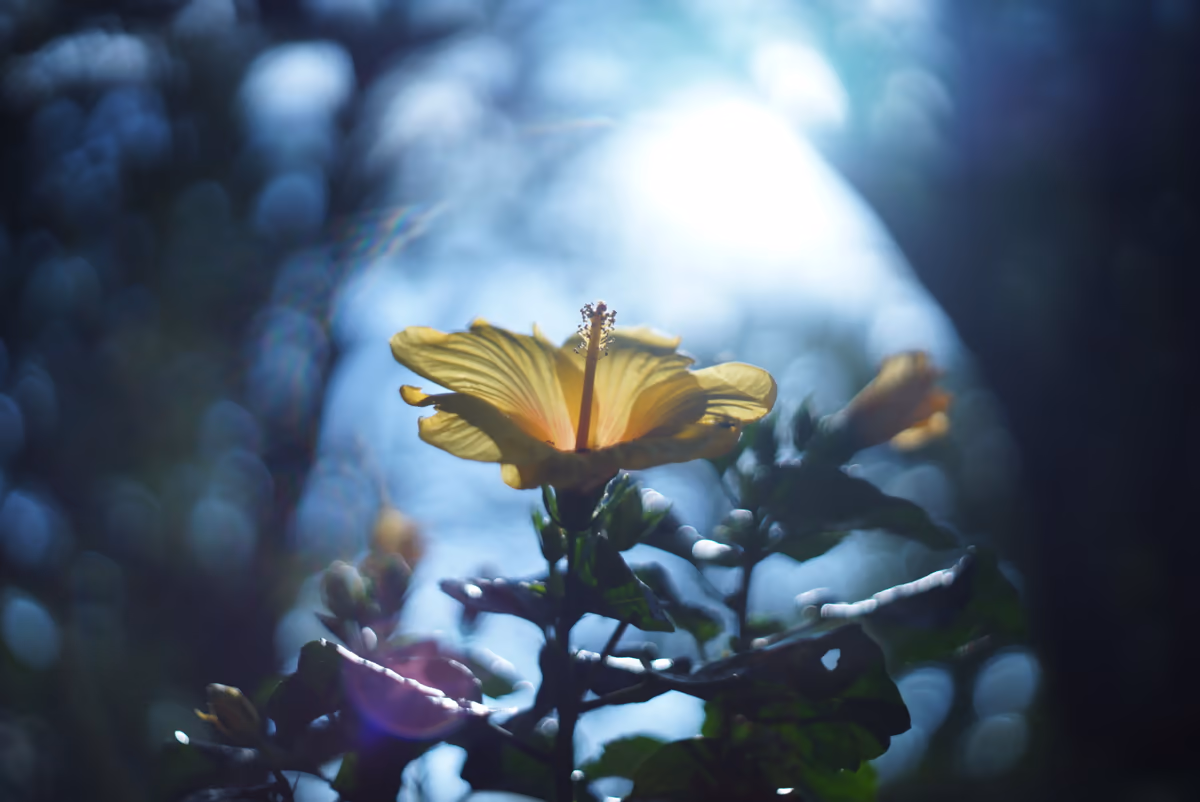 投稿写真：花。