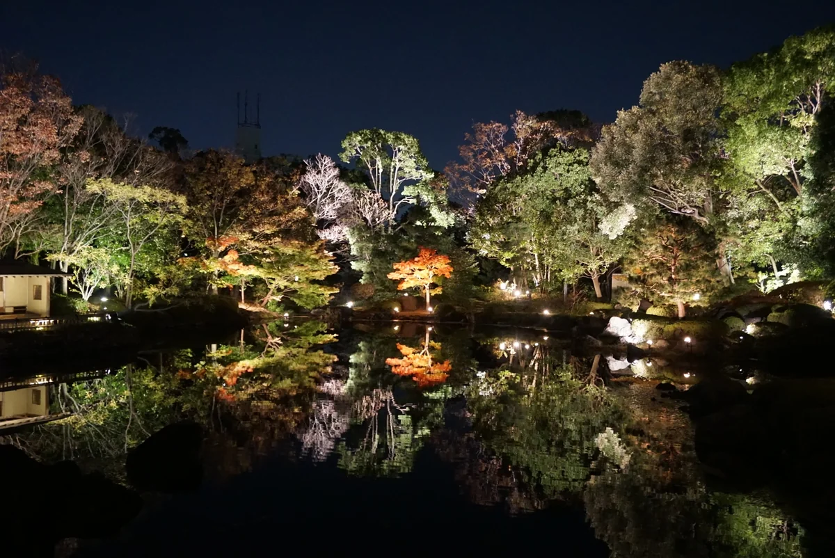 投稿写真：白鳥庭園　秋の紅葉　ライトアップ