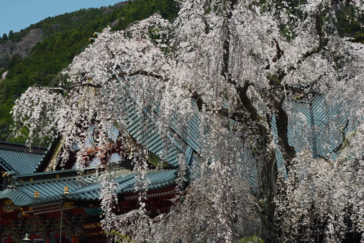 投稿写真：久遠寺　しだれ桜