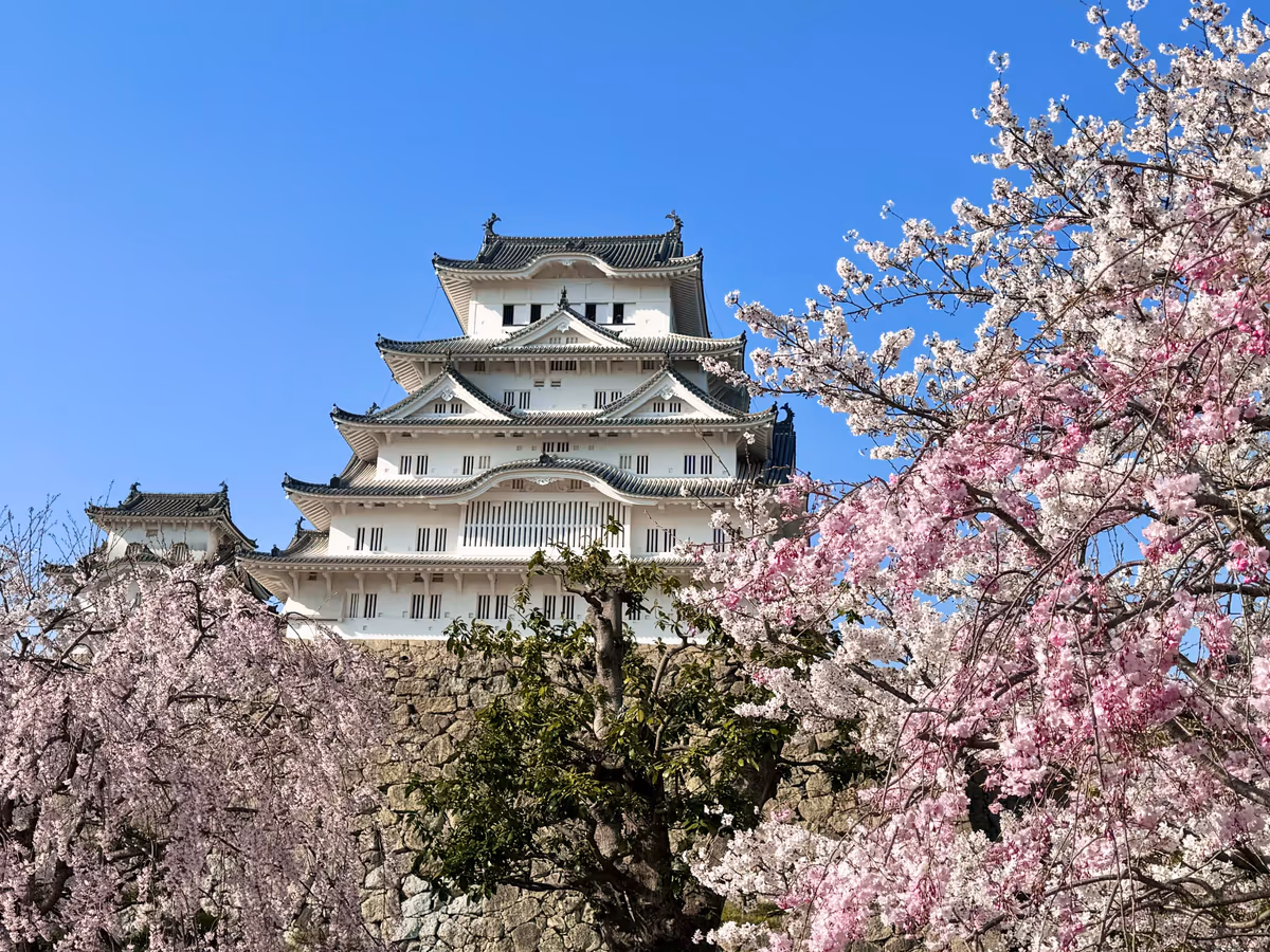 投稿写真：桜の絶景🌸世界遺産 国宝姫路城