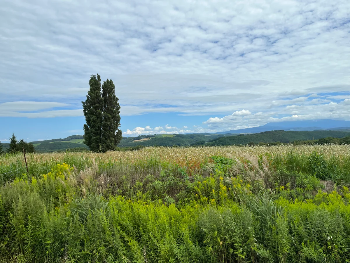 投稿写真：美瑛