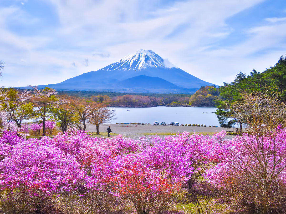 投稿写真：ミツバツツジと富士山
