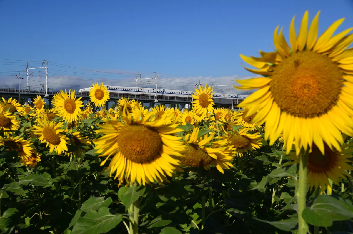投稿写真：ひまわり畑を走る新幹線