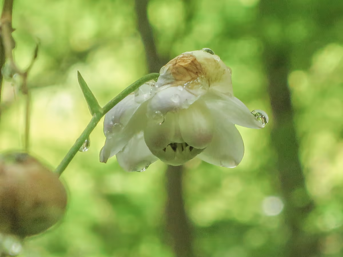 投稿写真：朝露に濡れるレンゲショウマ