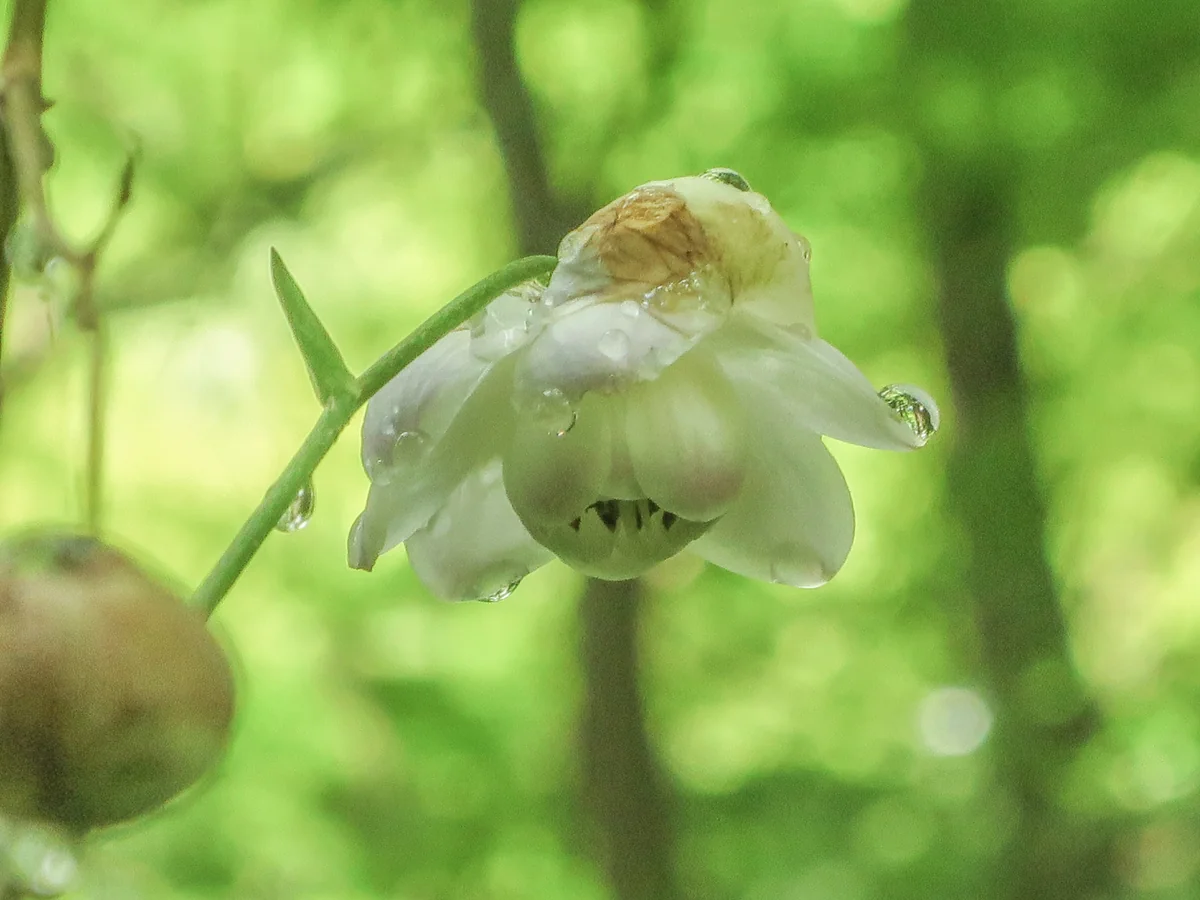 投稿写真：朝露に濡れるレンゲショウマ