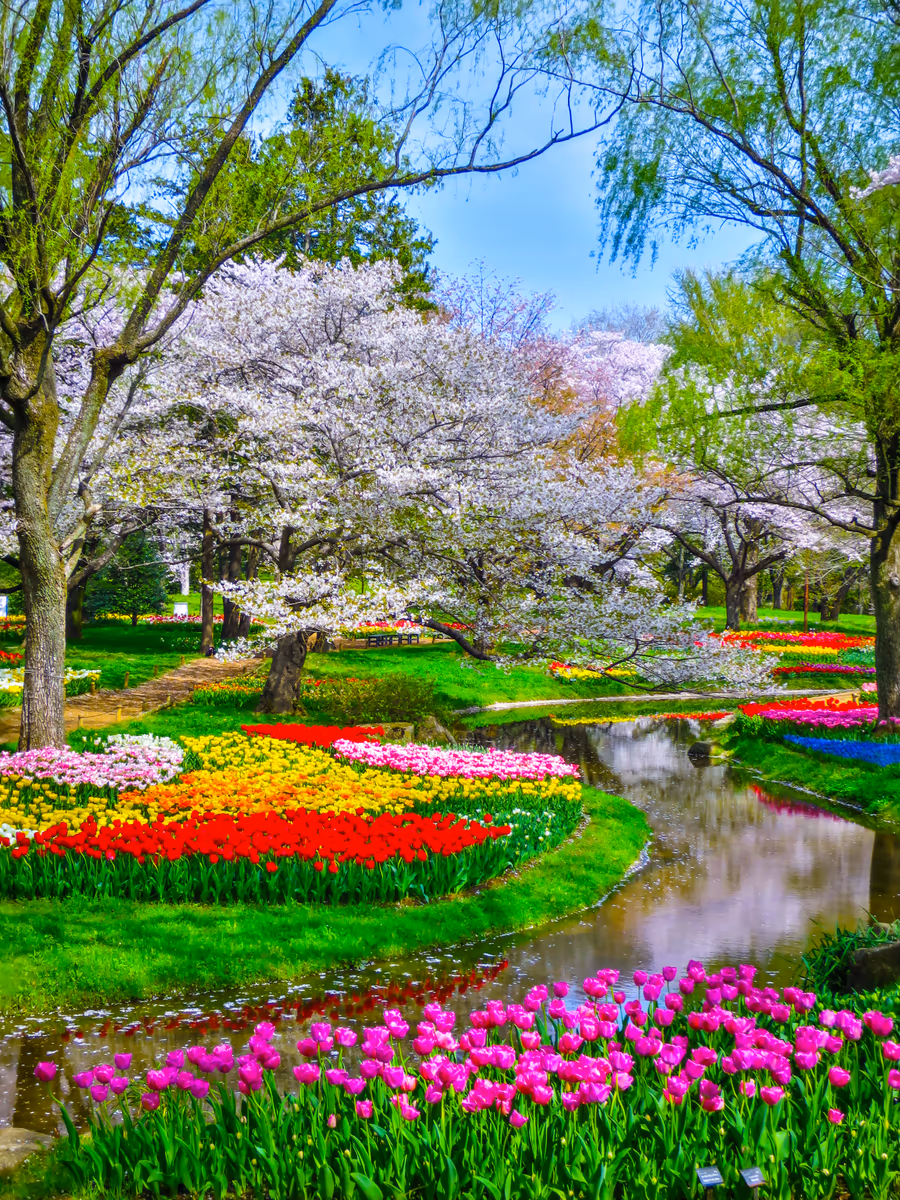 投稿写真：Flower Festival 2024~桜とチューリップ