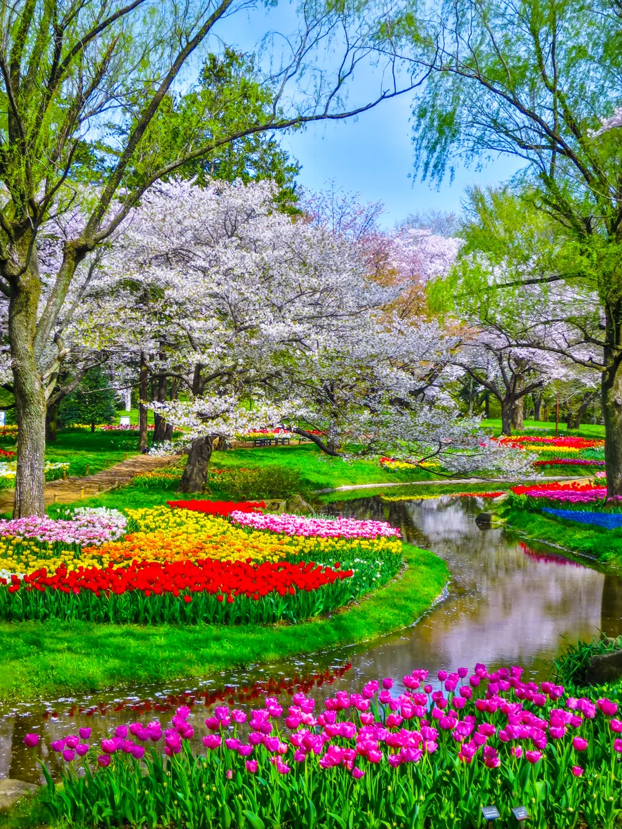 投稿写真：Flower Festival 2024~桜とチューリップ