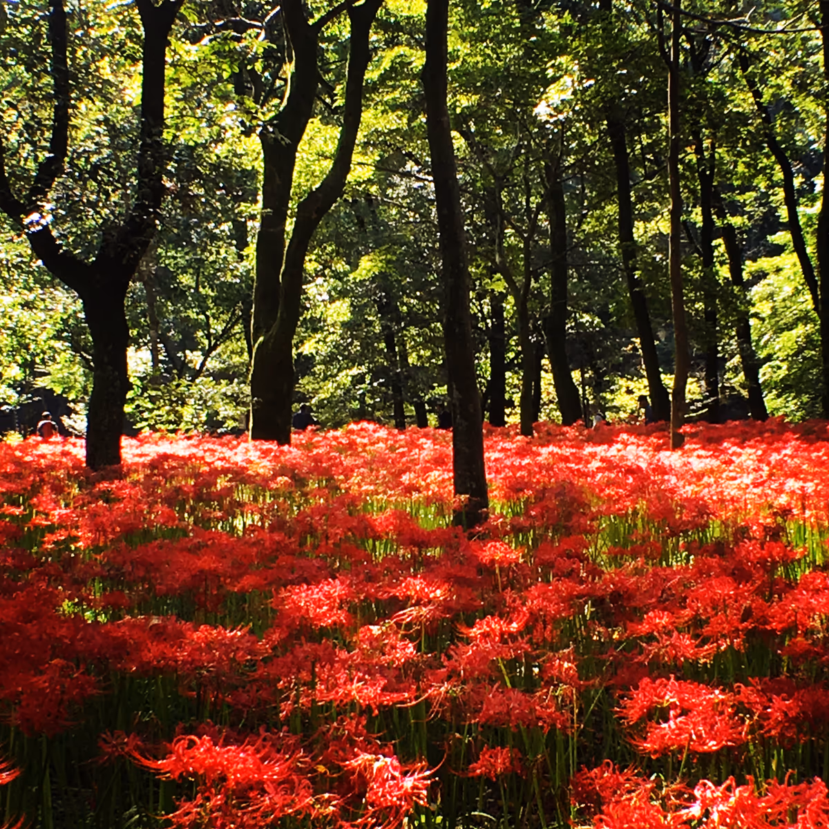 投稿写真：埼玉県日高市「曼珠沙華の里」巾着田