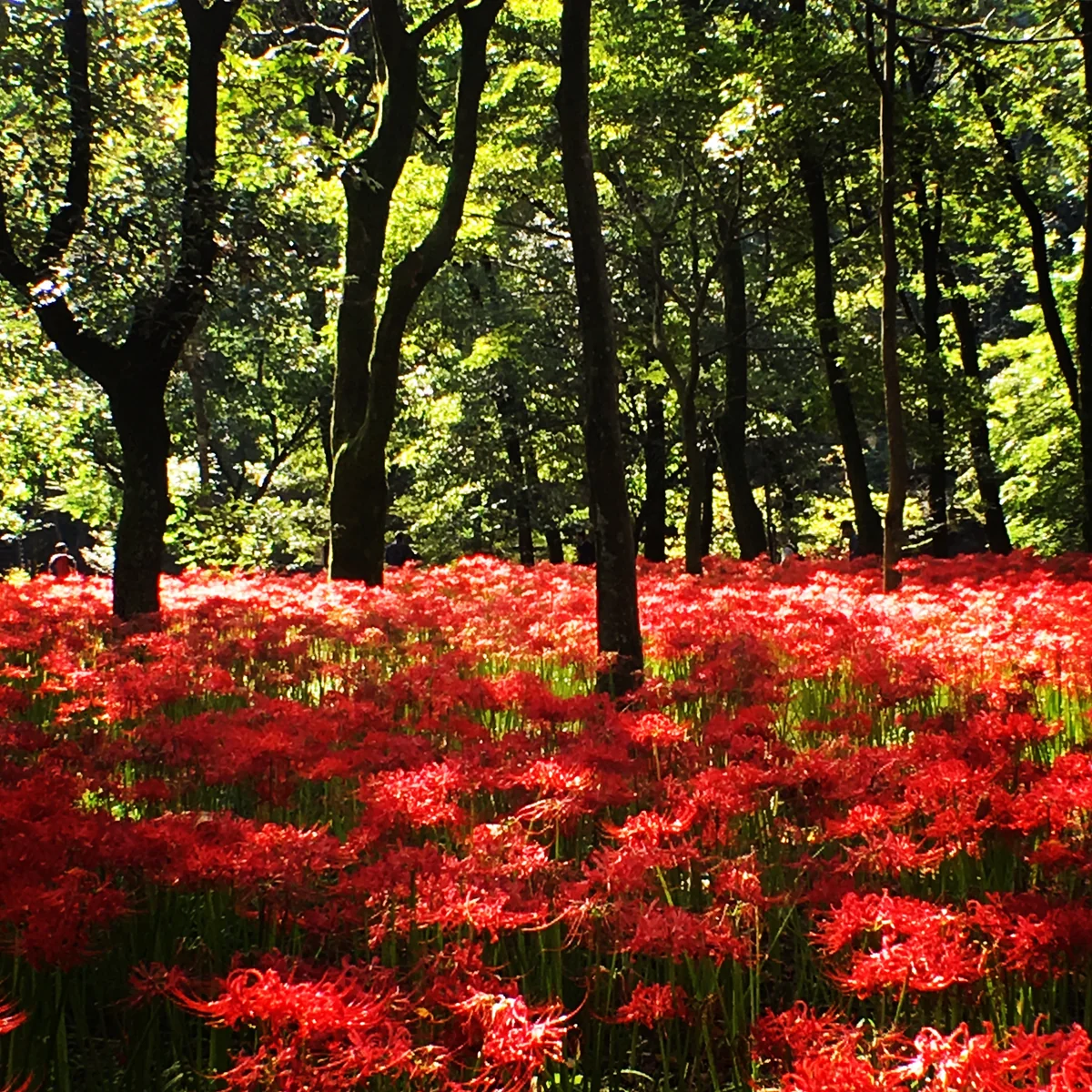 投稿写真：埼玉県日高市「曼珠沙華の里」巾着田