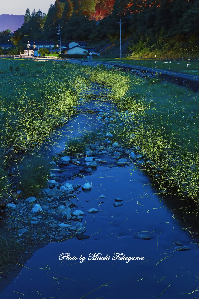 投稿写真：川に舞う妖精たち