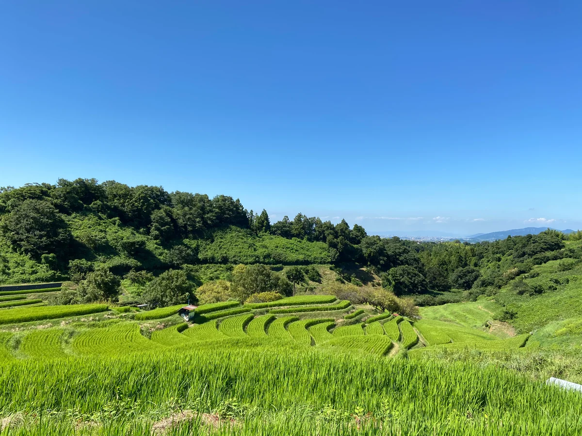 投稿写真：下赤坂の棚田