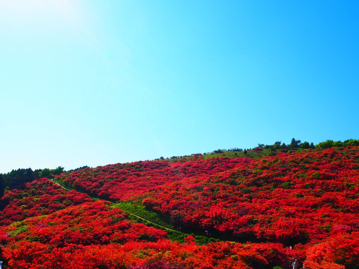 投稿写真：つつじ！満開！