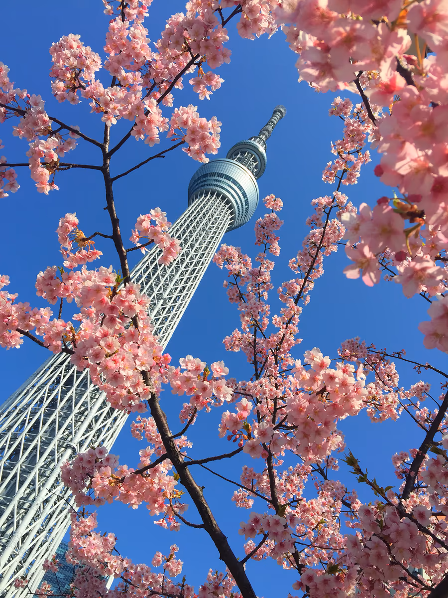 投稿写真：春
