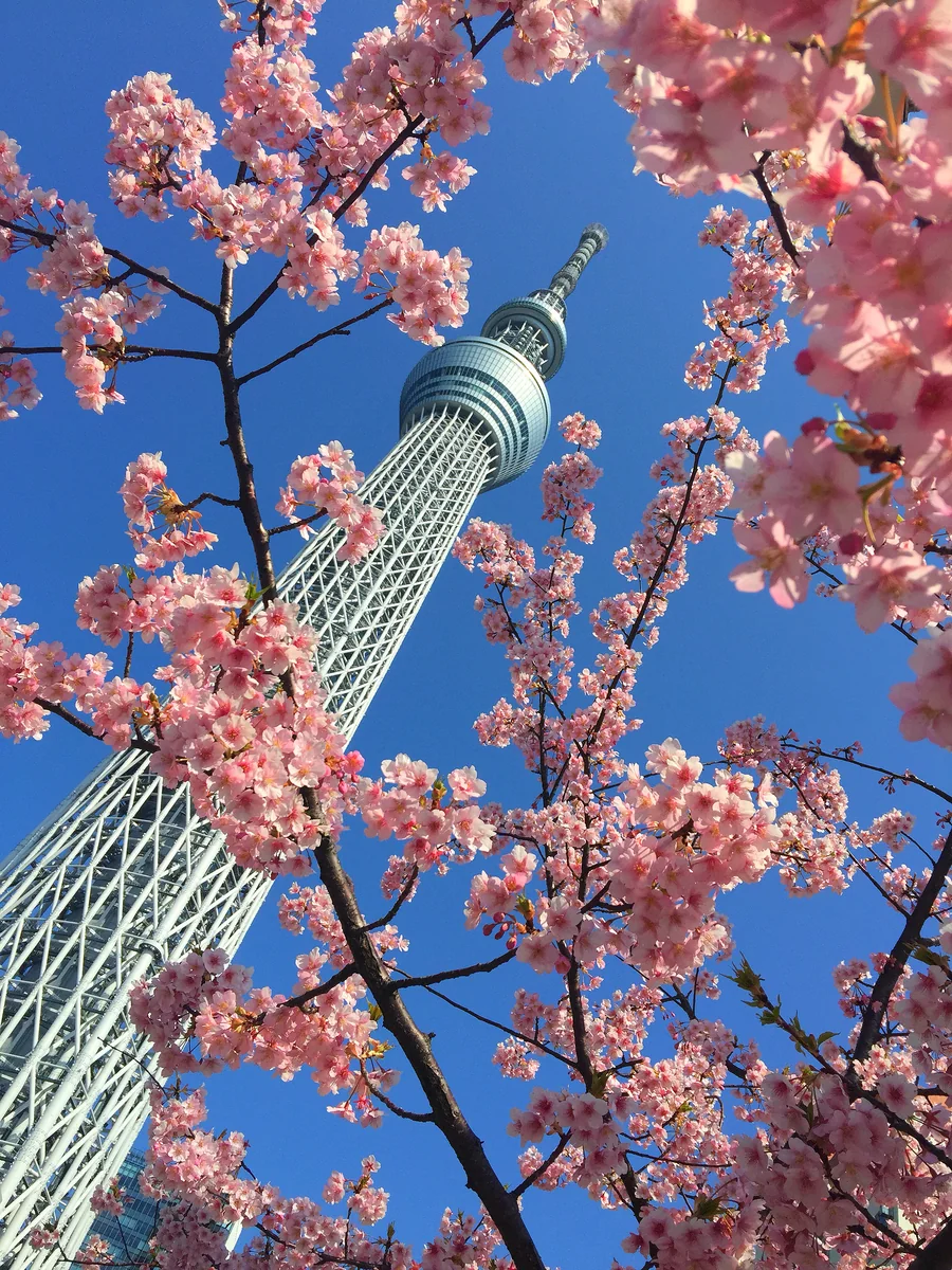 投稿写真：春