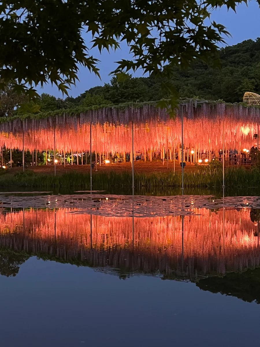 投稿写真：栃木県あしかがフラワーパーク　藤の神隠し