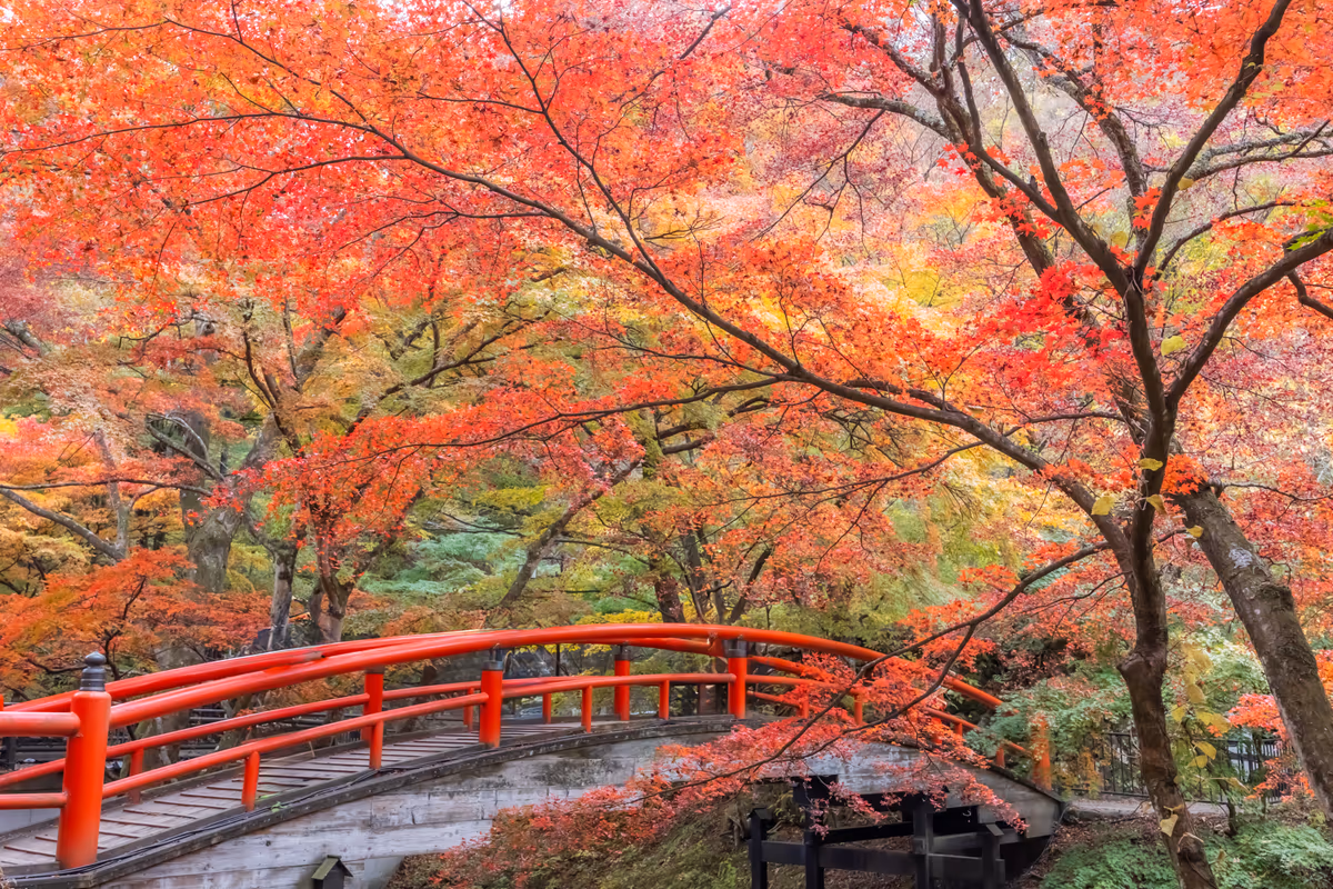 投稿写真：河鹿橋、紅葉見ごろ