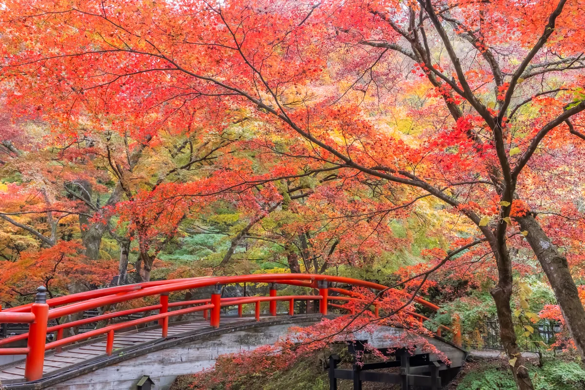 投稿写真：河鹿橋、紅葉見ごろ