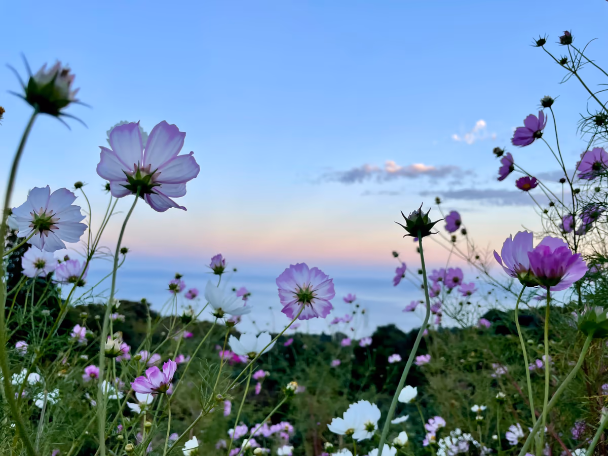 投稿写真：秋桜と海