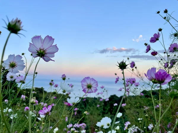 投稿：秋桜と海
